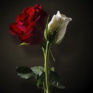 Meet your Posher, Autumn